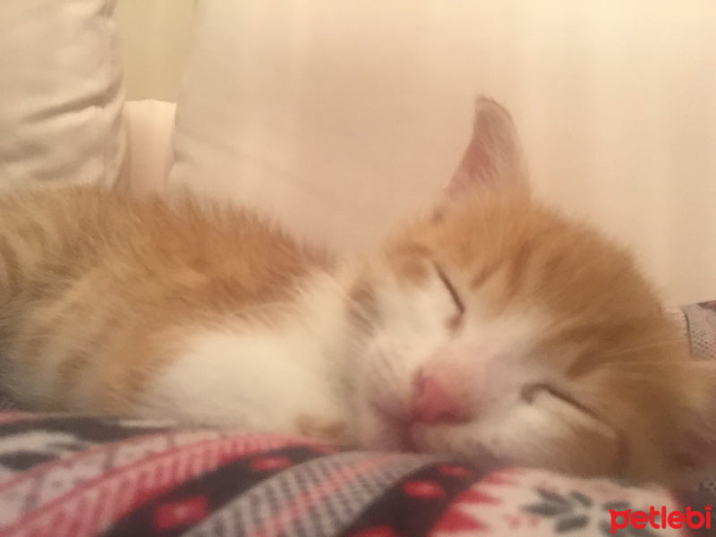 Tekir Kedi, Kedi  Tarçın fotoğrafı