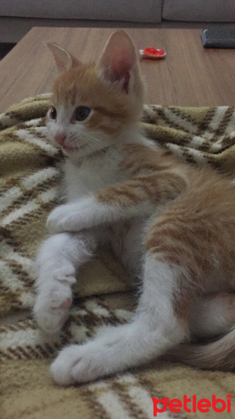 Tekir Kedi, Kedi  Tarçın fotoğrafı