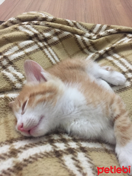 Tekir Kedi, Kedi  Tarçın fotoğrafı