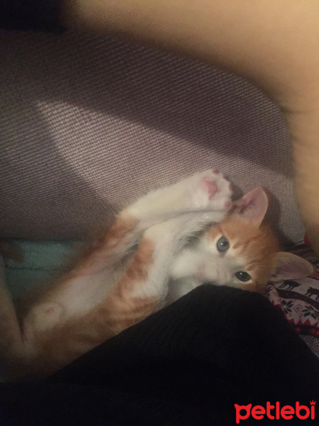 Tekir Kedi, Kedi  Tarçın fotoğrafı