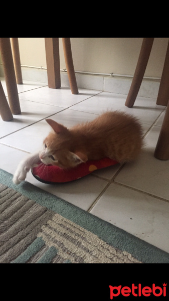 Tekir Kedi, Kedi  Tarçın fotoğrafı