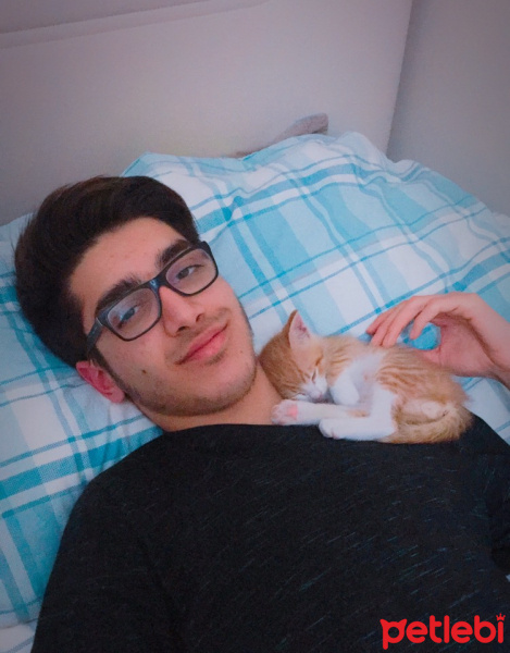 Tekir Kedi, Kedi  Tarçın fotoğrafı