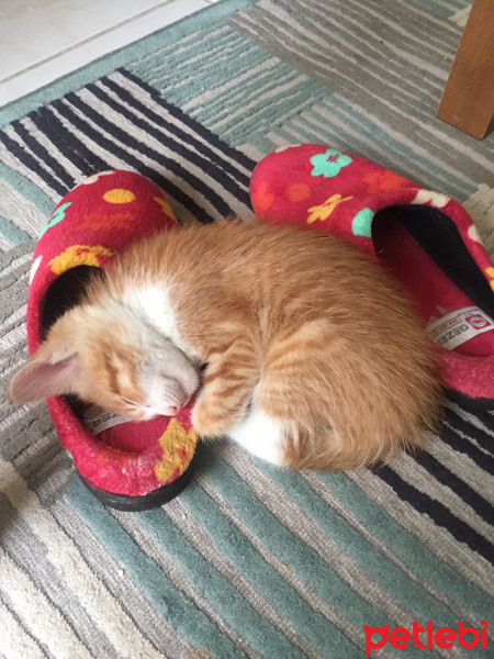 Tekir Kedi, Kedi  Tarçın fotoğrafı