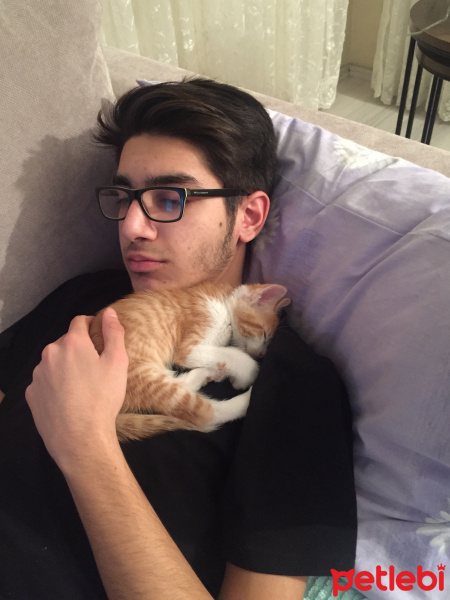 Tekir Kedi, Kedi  Tarçın fotoğrafı