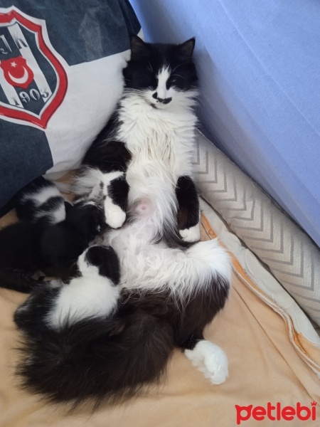 Tuxedo (Smokin) Kedi, Kedi  Prenses ve 3 cüce fotoğrafı