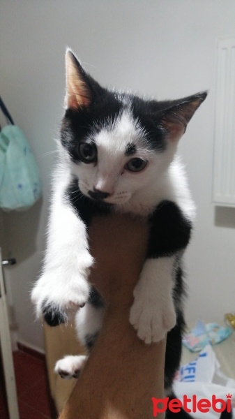 Tuxedo (Smokin) Kedi, Kedi  Prenses ve 3 cüce fotoğrafı