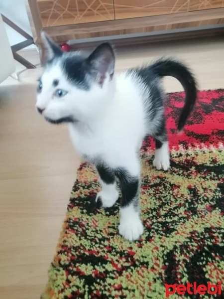 Tuxedo (Smokin) Kedi, Kedi  Prenses ve 3 cüce fotoğrafı