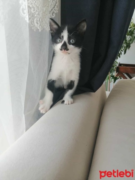 Tuxedo (Smokin) Kedi, Kedi  Prenses ve 3 cüce fotoğrafı