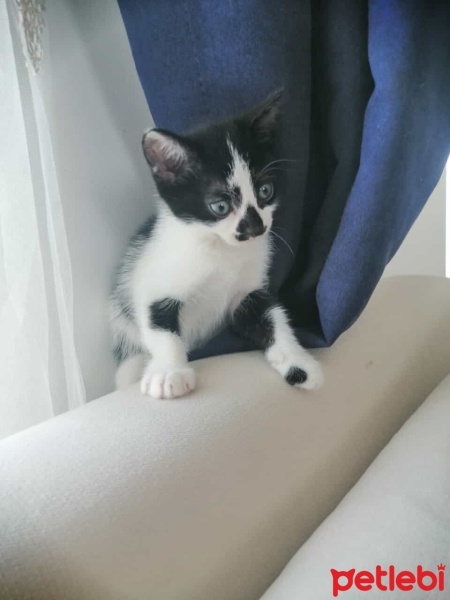 Tuxedo (Smokin) Kedi, Kedi  Prenses ve 3 cüce fotoğrafı