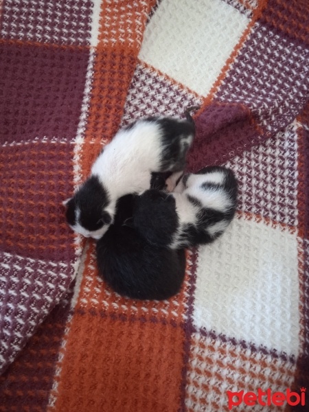 Tuxedo (Smokin) Kedi, Kedi  Prenses ve 3 cüce fotoğrafı