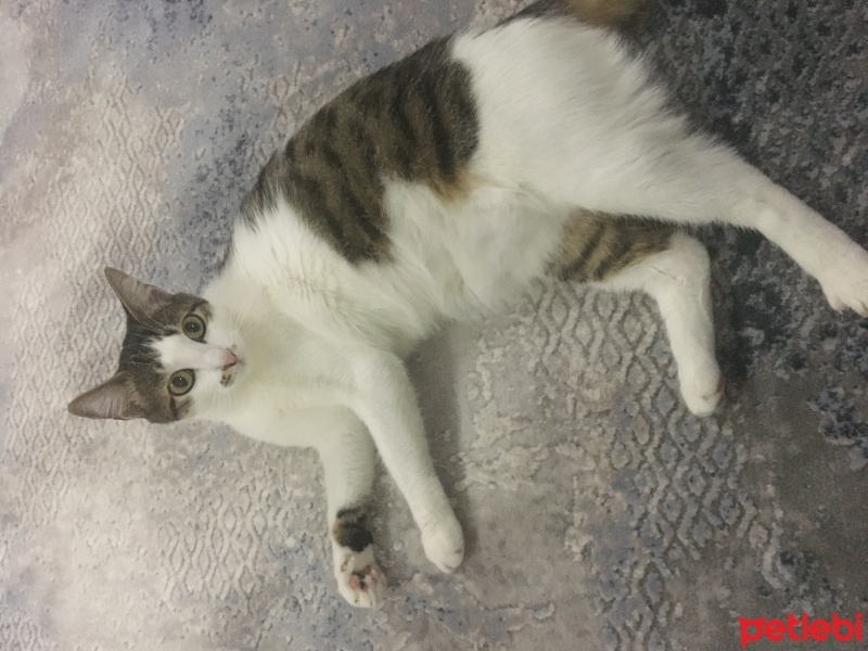 Tekir Kedi, Kedi  Luna fotoğrafı