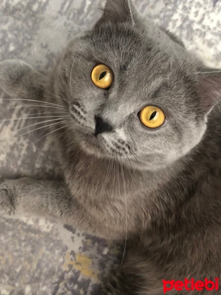 British Shorthair, Kedi  Duman fotoğrafı
