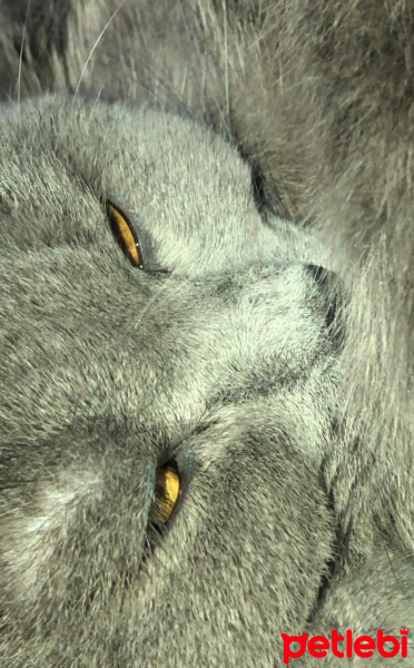 British Shorthair, Kedi  Duman fotoğrafı