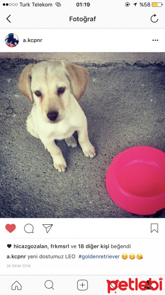 Labrador Retriever, Köpek  Leo fotoğrafı