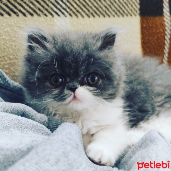 Exotic Shorthair, Kedi  Duman fotoğrafı