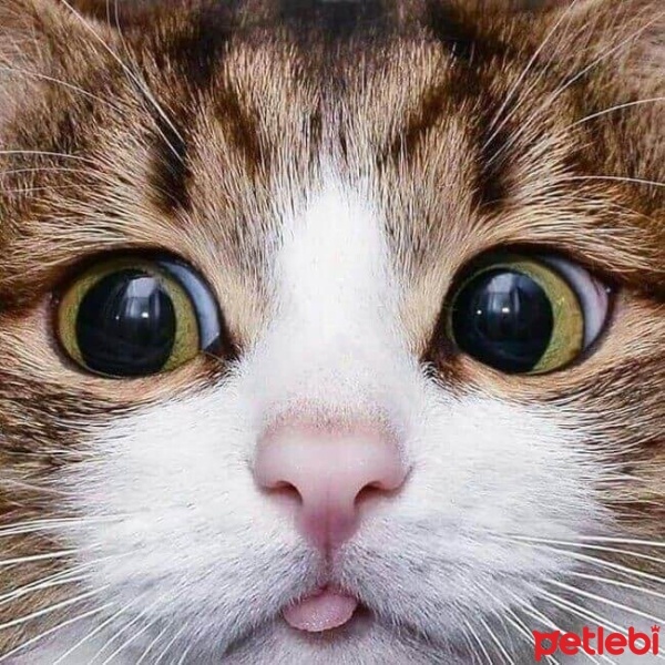 Tekir Kedi, Kedi  mia fotoğrafı