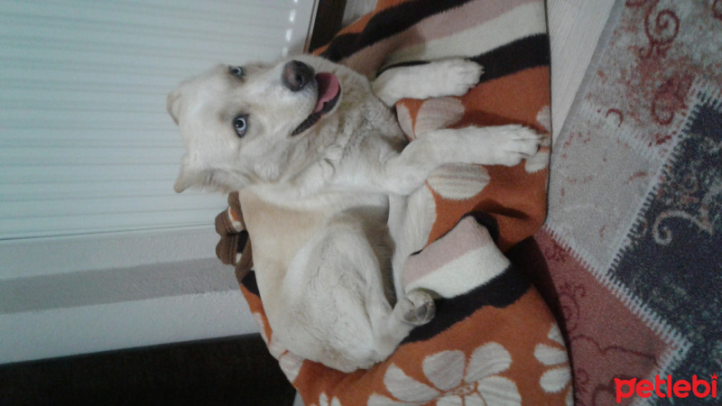 Sibirya Kurdu (Husky), Köpek  Elvis fotoğrafı