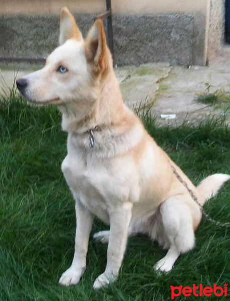 Sibirya Kurdu (Husky), Köpek  Elvis fotoğrafı