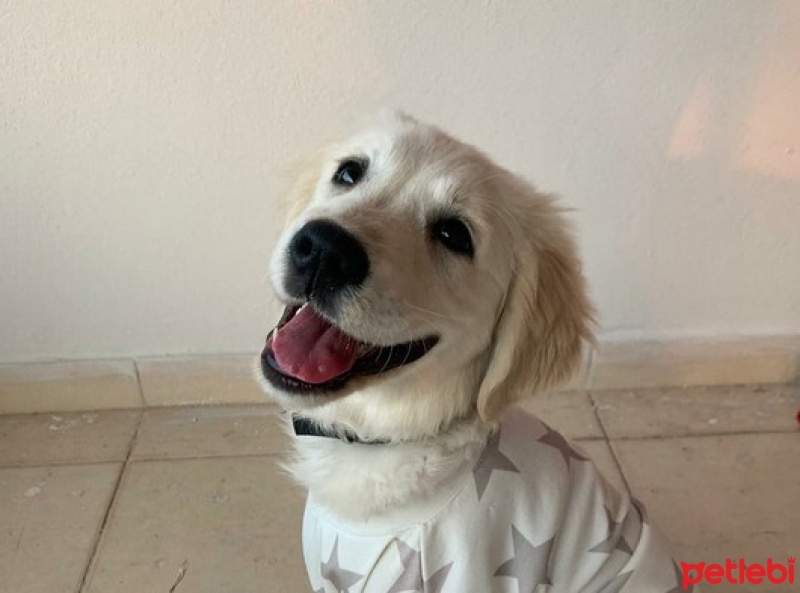 Golden Retriever, Köpek  bony fotoğrafı
