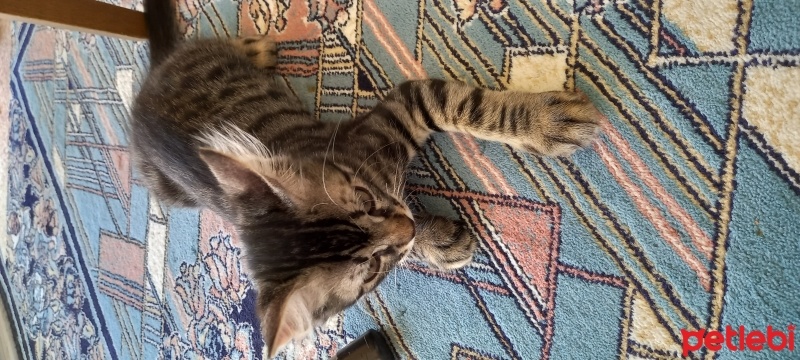 Tekir Kedi, Kedi  Mercimek fotoğrafı
