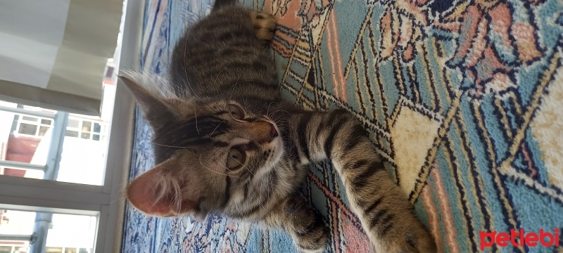 Tekir Kedi, Kedi  Mercimek fotoğrafı