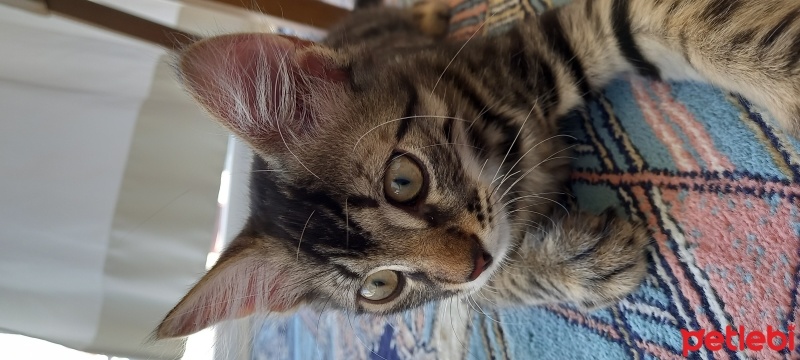 Tekir Kedi, Kedi  Mercimek fotoğrafı