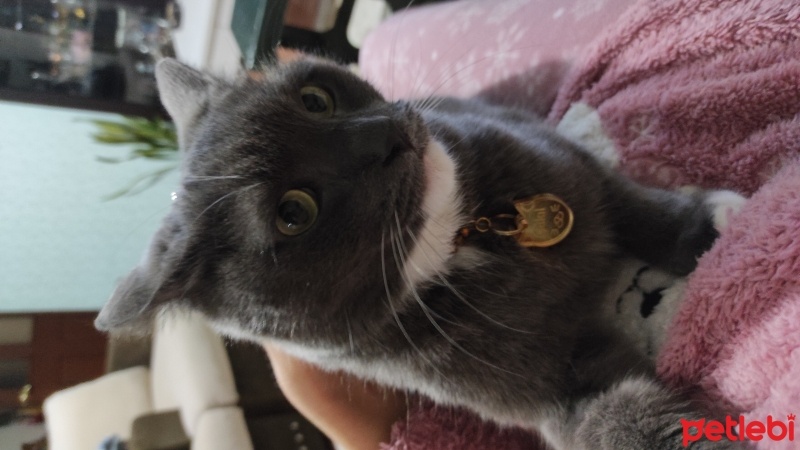 Tekir Kedi, Kedi  Çakıl fotoğrafı