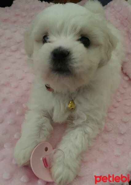 Maltese, Köpek  ❤ Linda ❤ fotoğrafı