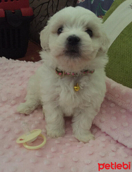 Maltese, Köpek  ❤ Linda ❤ fotoğrafı