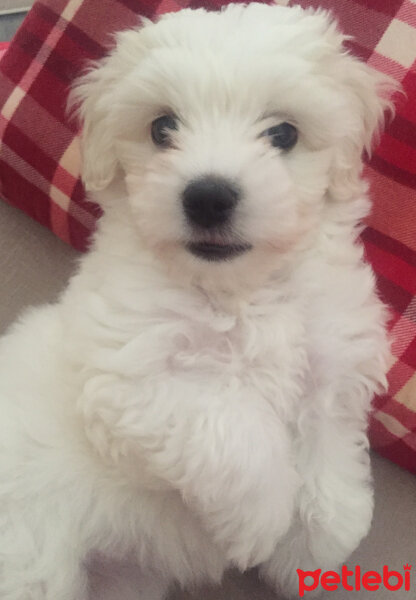 Maltese, Köpek  ❤ Linda ❤ fotoğrafı