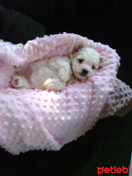 Maltese, Köpek  ❤ Linda ❤ fotoğrafı