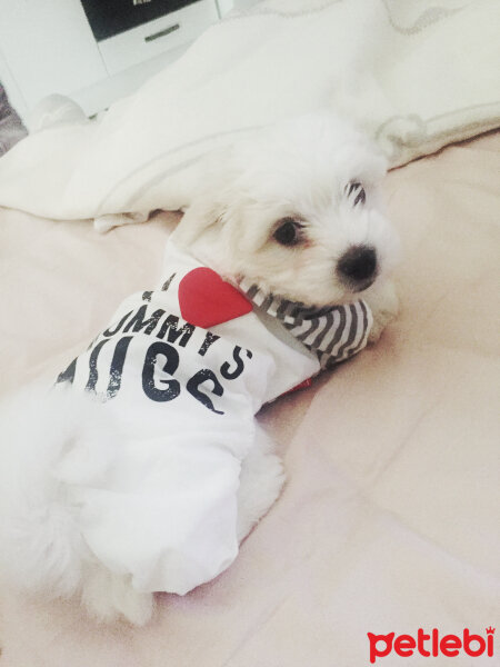 Maltese, Köpek  ❤ Linda ❤ fotoğrafı