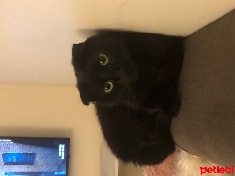 Scottish Fold, Kedi  Mia fotoğrafı