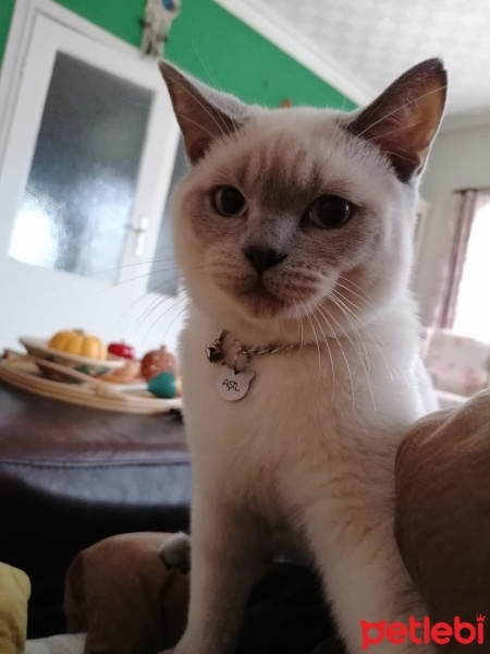 British Shorthair, Kedi  AŞİL fotoğrafı