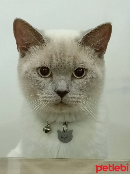 British Shorthair, Kedi  AŞİL fotoğrafı