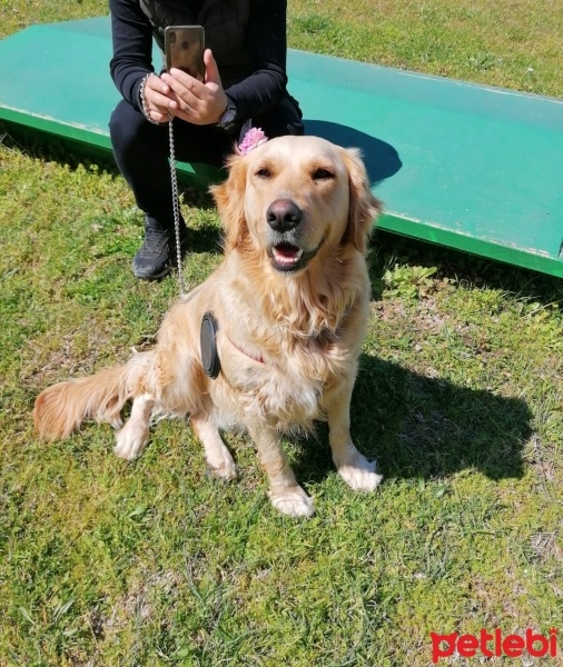 Golden Retriever, Köpek  KARAMEL fotoğrafı