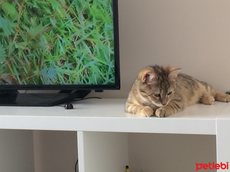 Tekir Kedi, Kedi  Maya fotoğrafı