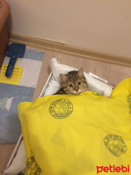 Tekir Kedi, Kedi  Maya fotoğrafı