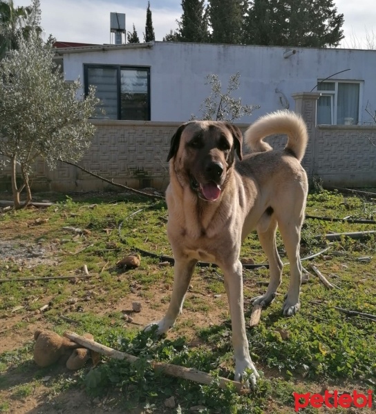 Kangal, Köpek  BARS fotoğrafı