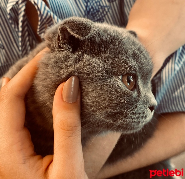 Scottish Fold, Kedi  Balım fotoğrafı
