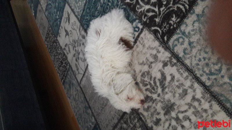 Shih Tzu, Köpek  Pamuk fotoğrafı