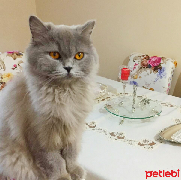 British Shorthair, Kedi  Puffy fotoğrafı