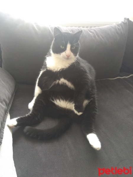 Tekir Kedi, Kedi  Zeytin fotoğrafı