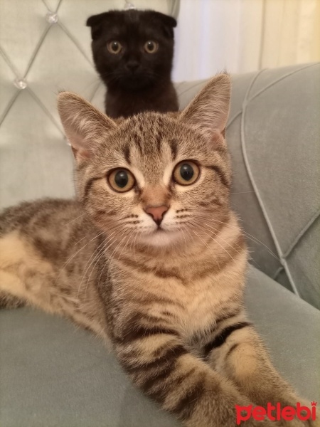 Scottish Fold, Kedi  zeytin , mia fotoğrafı