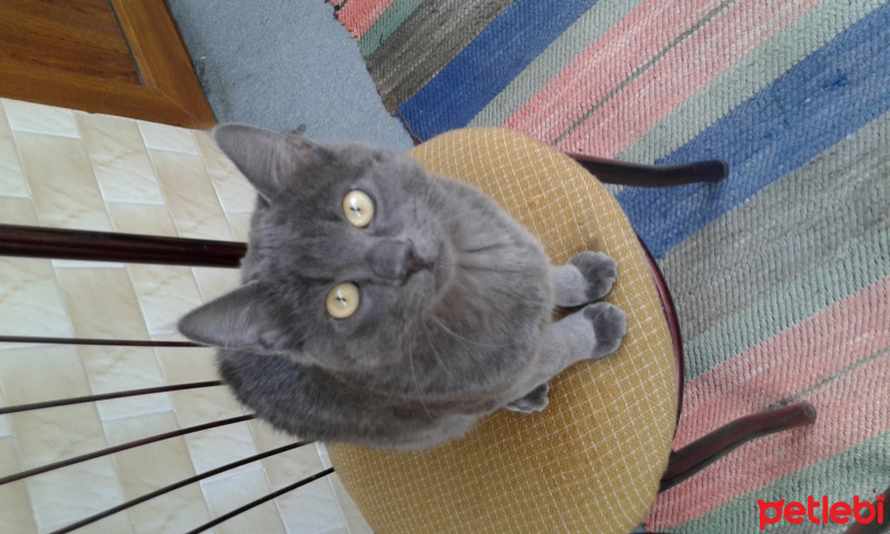 Tekir Kedi, Kedi  Duman fotoğrafı