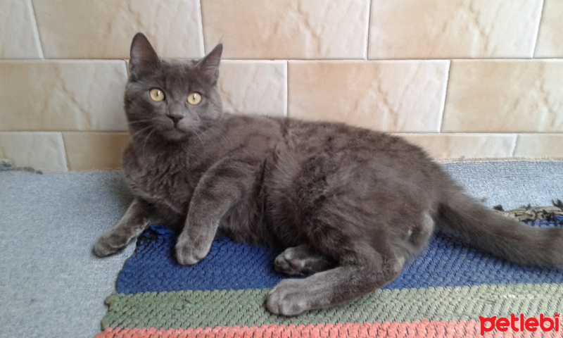 Tekir Kedi, Kedi  Duman fotoğrafı