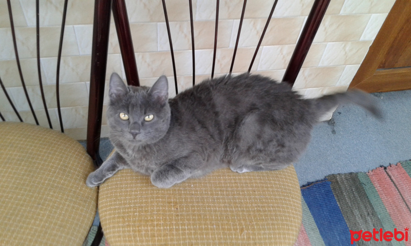 Tekir Kedi, Kedi  Duman fotoğrafı