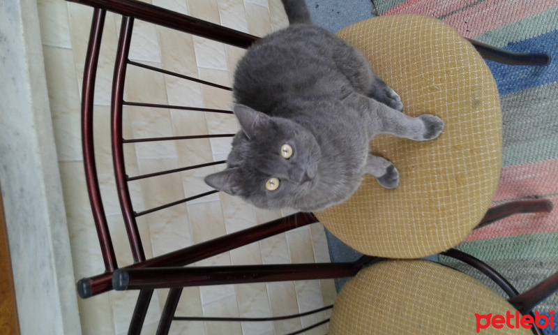 Tekir Kedi, Kedi  Duman fotoğrafı