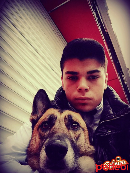Alman Çoban Köpeği, Köpek  Daisy fotoğrafı