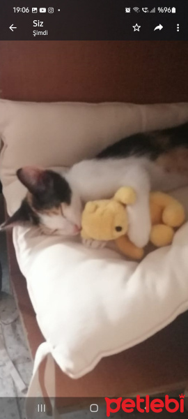 Tekir Kedi, Kedi  Balkız fotoğrafı